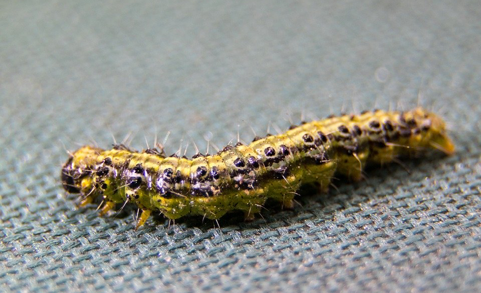 Buchsbaumzünsler nah