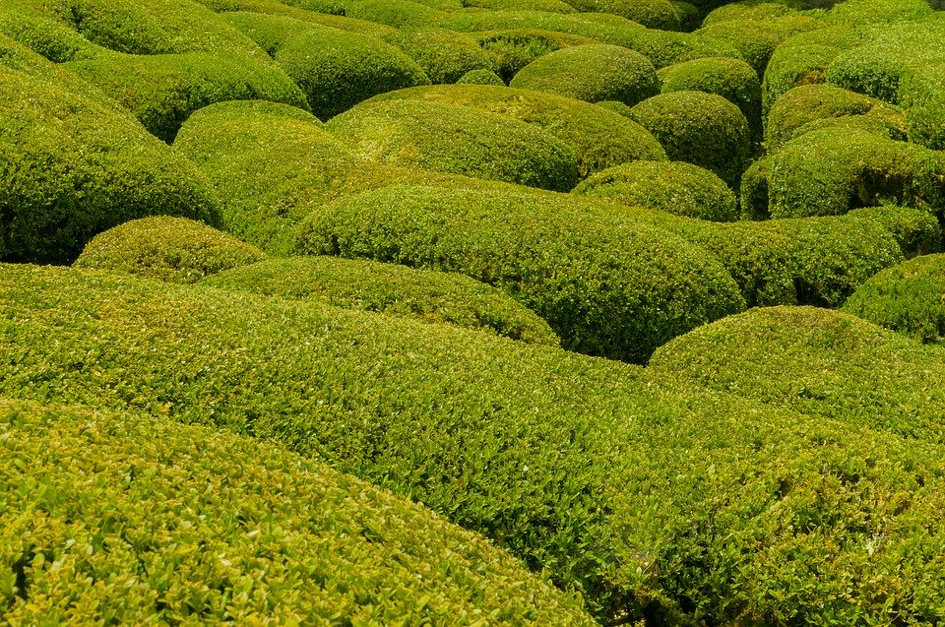 Viele Buchsbäume